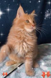 Gattino Maine Coone