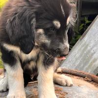 Dolcissimi cuccioli di Pastore della Sila