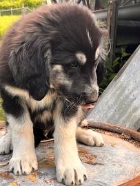 Dolcissimi cuccioli di Pastore della Sila