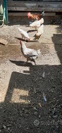 gallo Brama