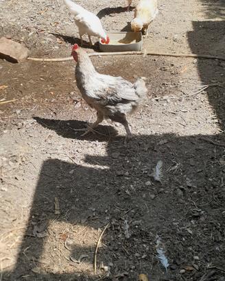 gallo Brama