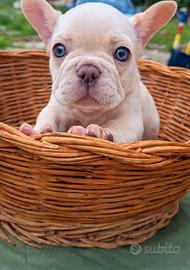 Bulldog francese platino