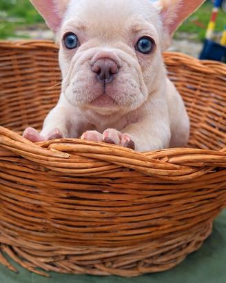 Bulldog francese platino