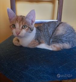 Gattini