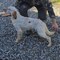 Cucciolo setter inglese