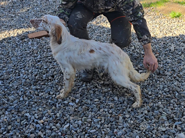 Cucciolo setter inglese