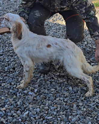 Cucciolo setter inglese