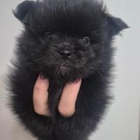 Spitz