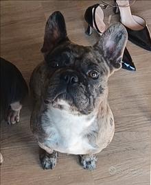 Maschio bulldog francese per monta