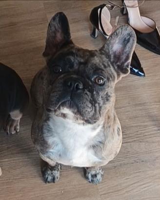 Maschio bulldog francese per monta