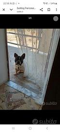 Bulldog francese