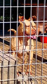 Pit Bull Terrier 