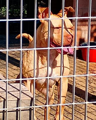 Pit Bull Terrier 