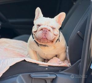 Cuccioli di bulldog francese big rope