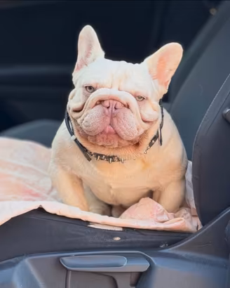 Cuccioli di bulldog francese big rope
