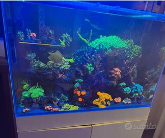 Coralli acquario marino
