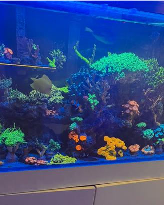 Coralli acquario marino