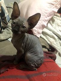 Canadian sphynx cuccioli