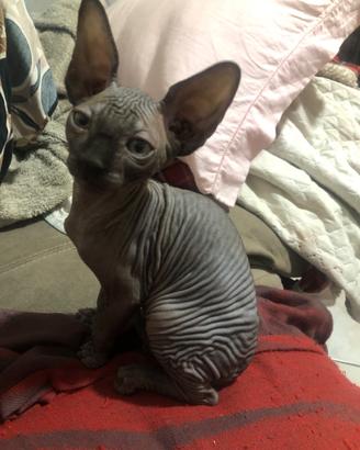 Canadian sphynx cuccioli