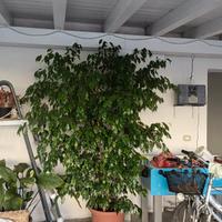 Piante
