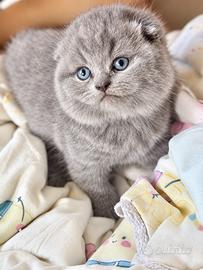 Gattini Scottish