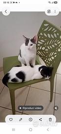Gattine bellissime in adozione