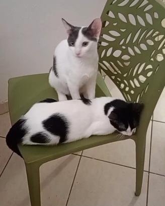 Gattine bellissime in adozione