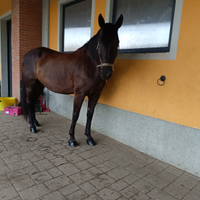 Fida gratuita cavalli