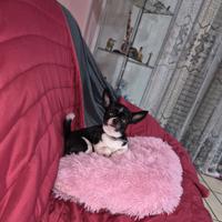 Chiwawa toy stallone bicolor