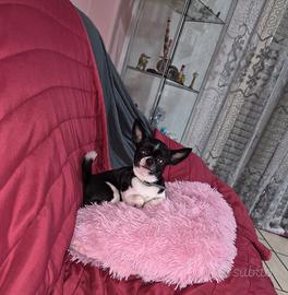 Chiwawa toy stallone bicolor