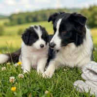 Cuccioli maschio femmina due mesi
