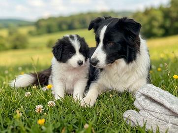 Cuccioli maschio femmina due mesi