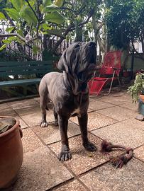 Disponibile per monta Mastino Napoletano