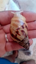 Lumache Achatina albina