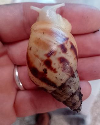 Lumache Achatina albina