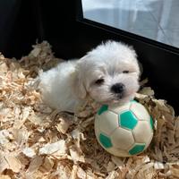 Maltese cucciolo