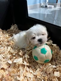 Maltese cucciolo