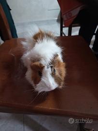 Porcellino d'india o cavia
