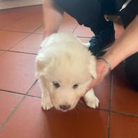 Disponibili 4 femmine di maremmano