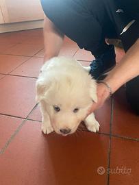 Disponibili 4 femmine di maremmano