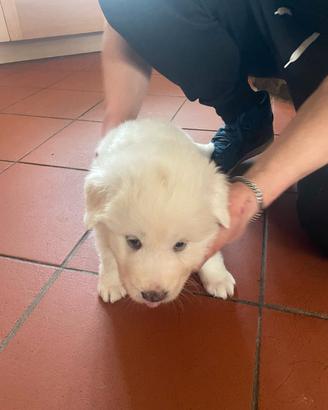 Disponibili 4 femmine di maremmano