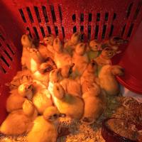 Anatroccoli Silver Appleyard