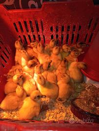 Anatroccoli Silver Appleyard