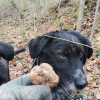 Cane da tartufi disponibile per veri amatori