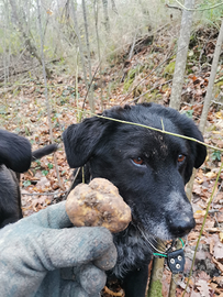 Cane da tartufi disponibile per veri amatori