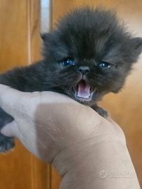 Gatto persiano nero fume'