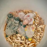 Parrocchetti monaci Pulli e Gia svezzati