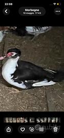 Anatre e gallina