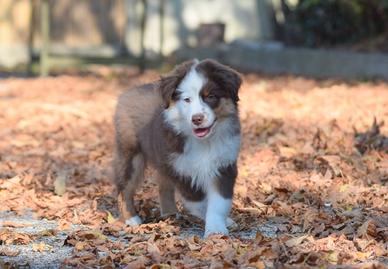 Miniature american shepherd