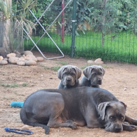 Cuccioli cane corso alta genealogia